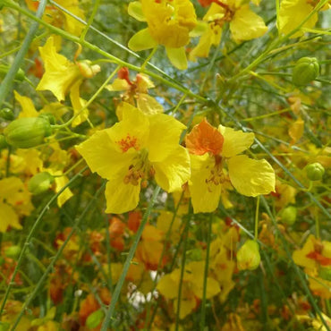 Parkinsonia Aculeata Palo Verde Tree Seeds