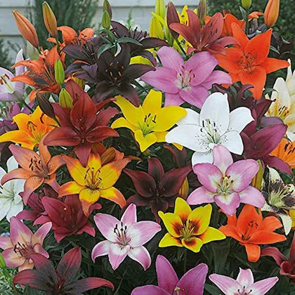 Lilium Mix Color Bulb