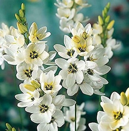 Ixia Mabel White Bulb