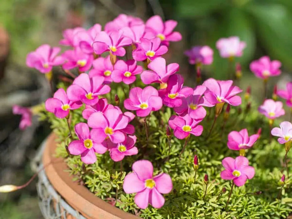 Oxalis Mix Colors Bulbs