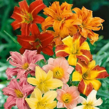 Hemerocallis Day Lily Random Color Bulb