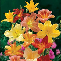 Hemerocallis Day Lily Hybrid Random Color Bulbs