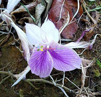 Kaempferia Rotunda White Purple Bulbs