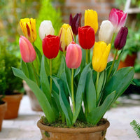 Tulip Random Color Bulbs