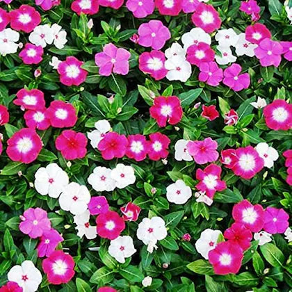 Vinca- Tall Rosea Mix