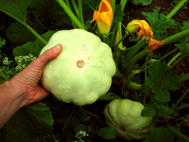 Benning’s Green Tint – Patty Pan Squash Seed