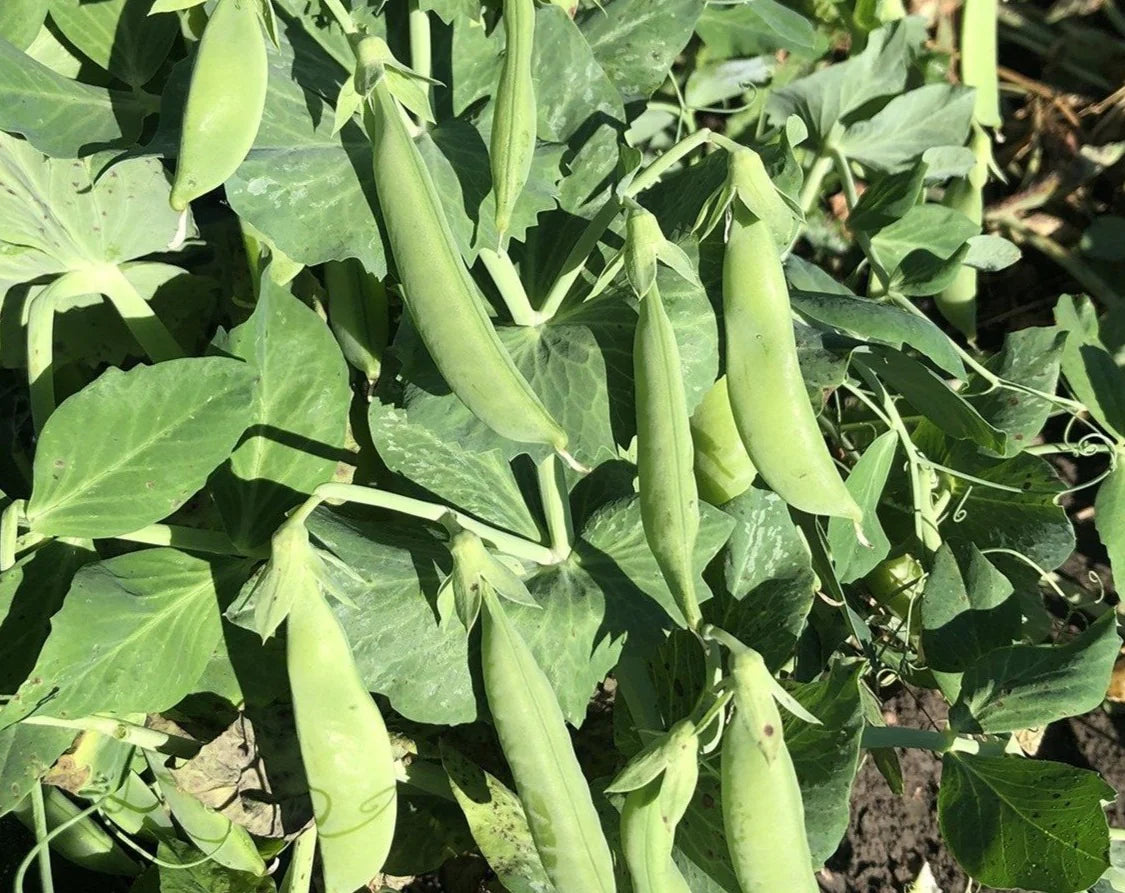 Sugarsnap Pea- Sugar Bon