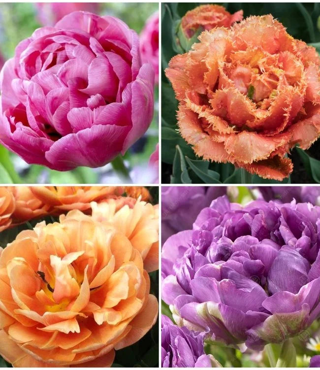 WOW! Peony-Flowering Tulip Collection Seeds