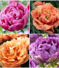 WOW! Peony-Flowering Tulip Collection Seeds