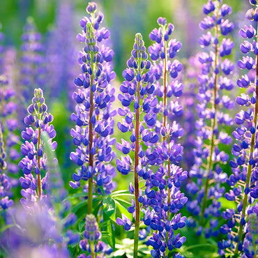 Perennial Lupine – Flower Seed