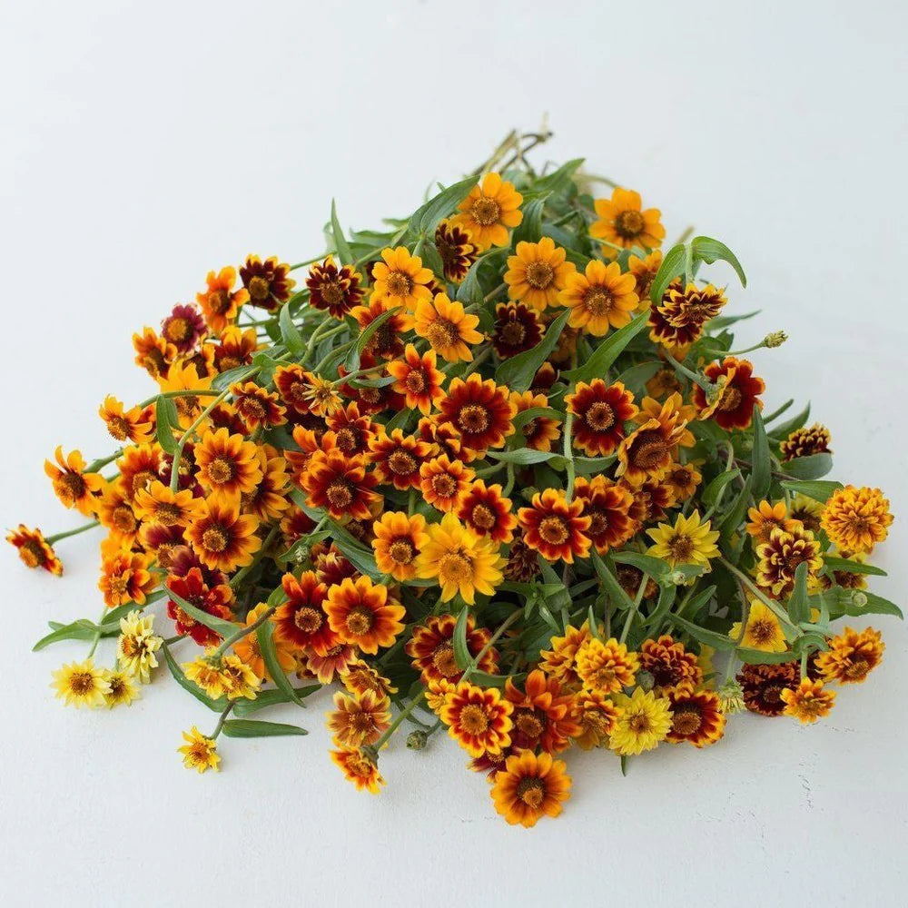 Persian Carpet – Heirloom & Organic Zinnia Seeds