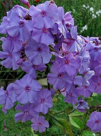 Amethyst Tall Phlox