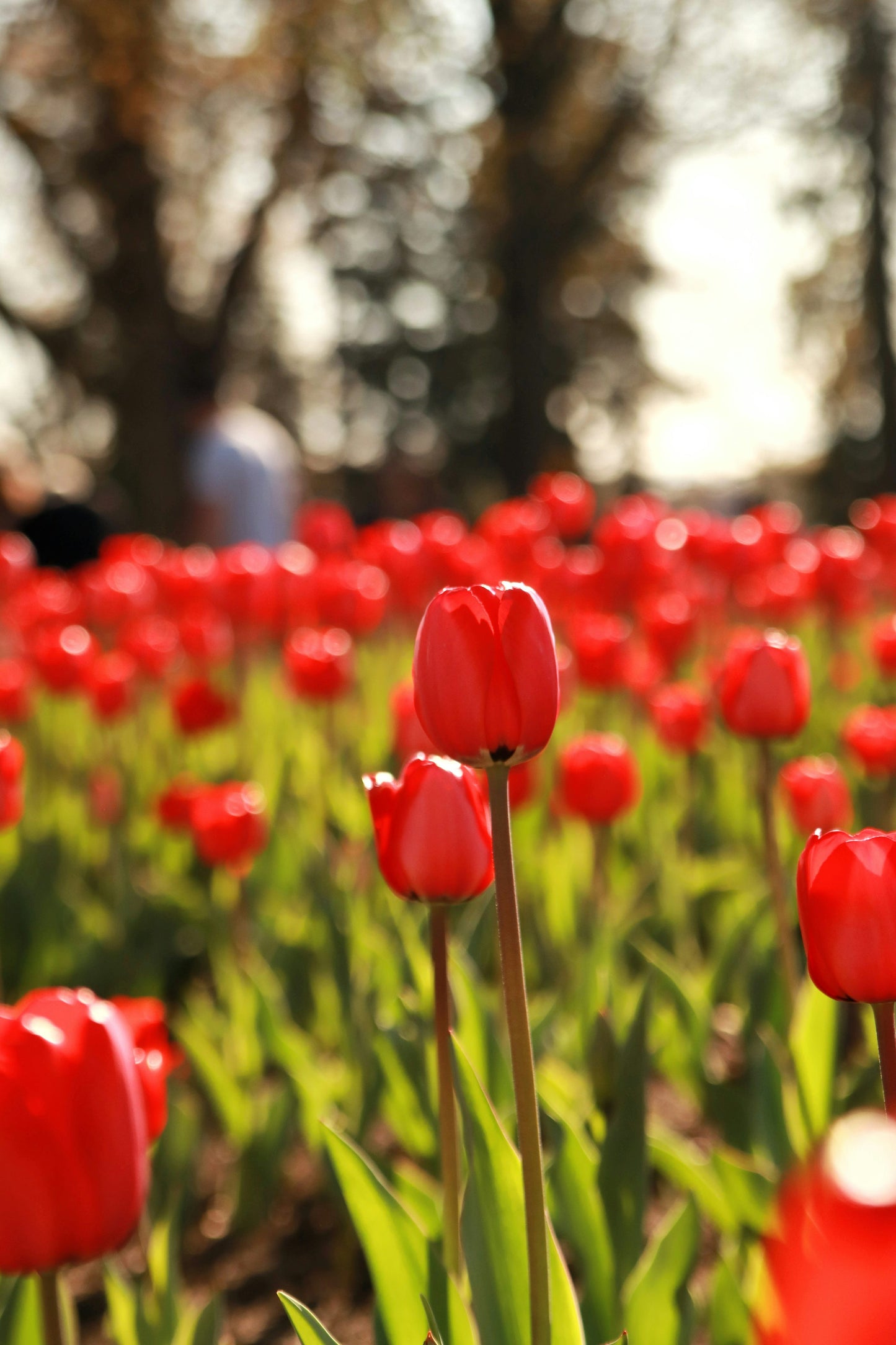 Tulip Arie Hoek Red