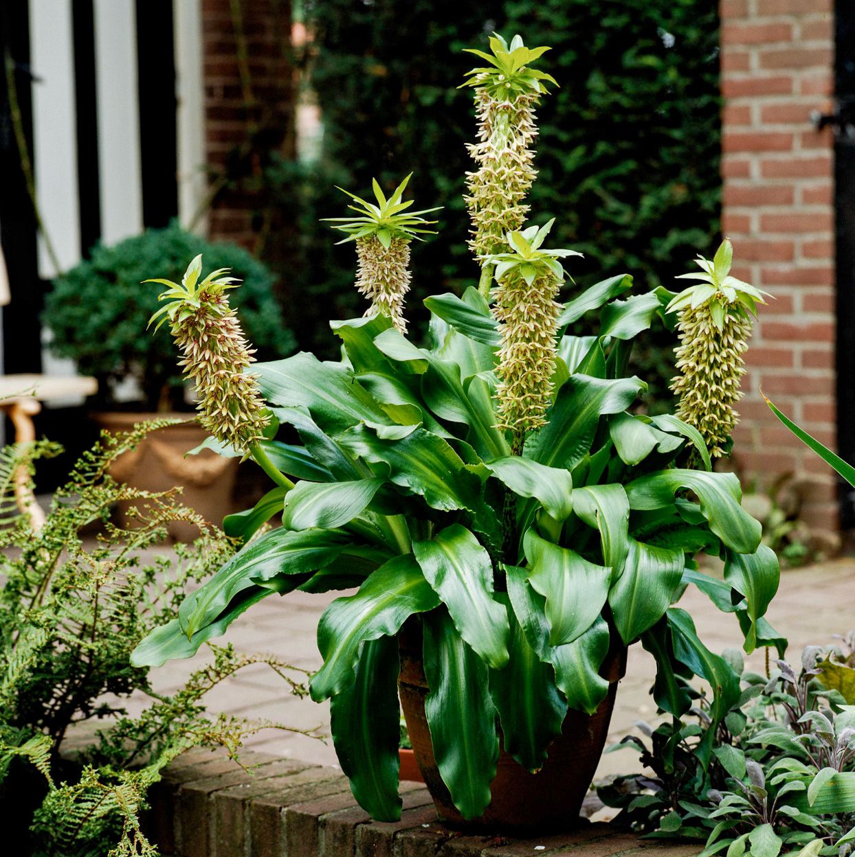 Bicolor Pineapple Lily