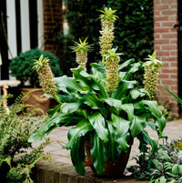 Bicolor Pineapple Lily