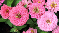 Zinnia- Exquisite Light Rose