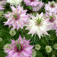 Love-In-A-Mist – Organic Nigella Seed