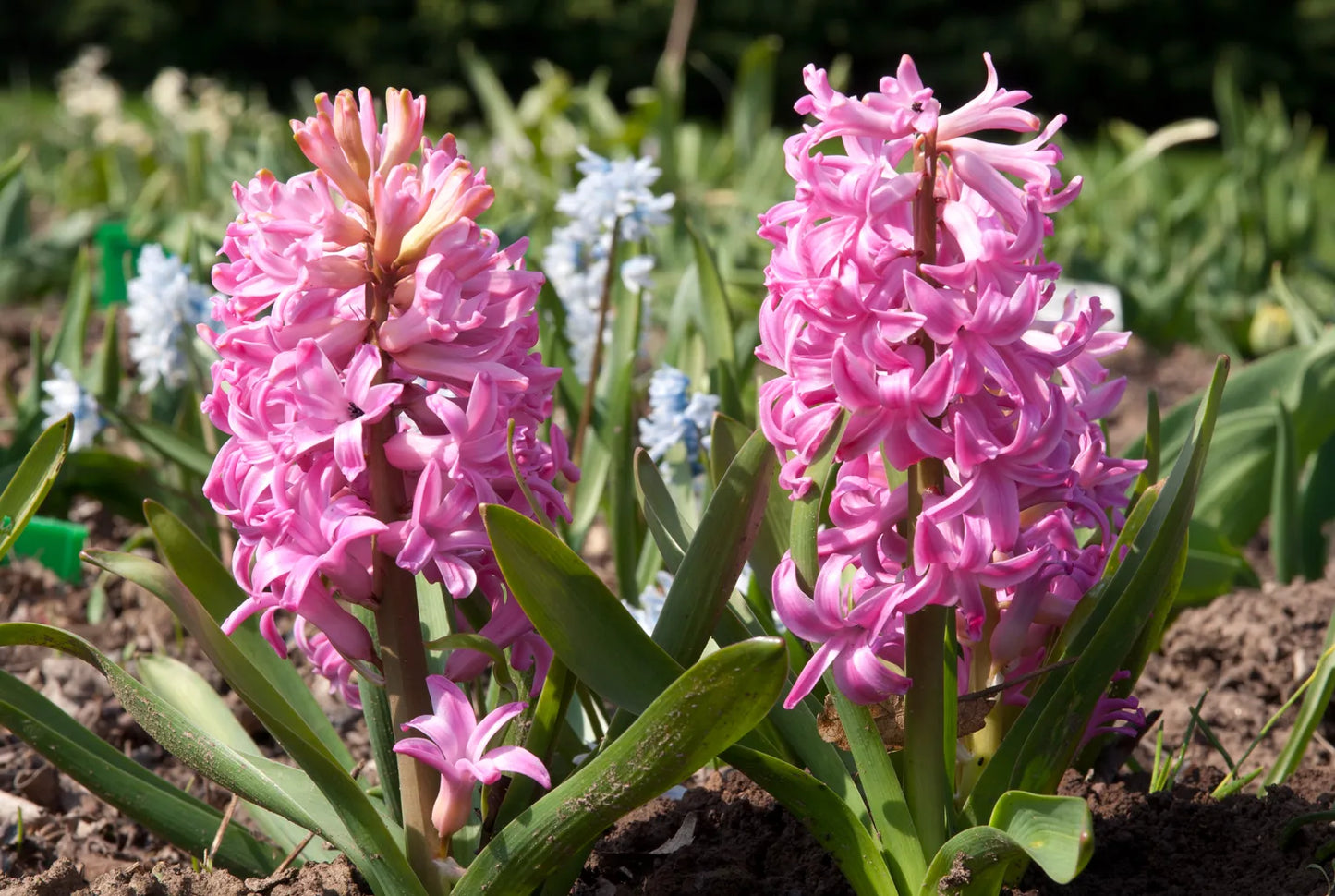 Pink Pearl Bulb