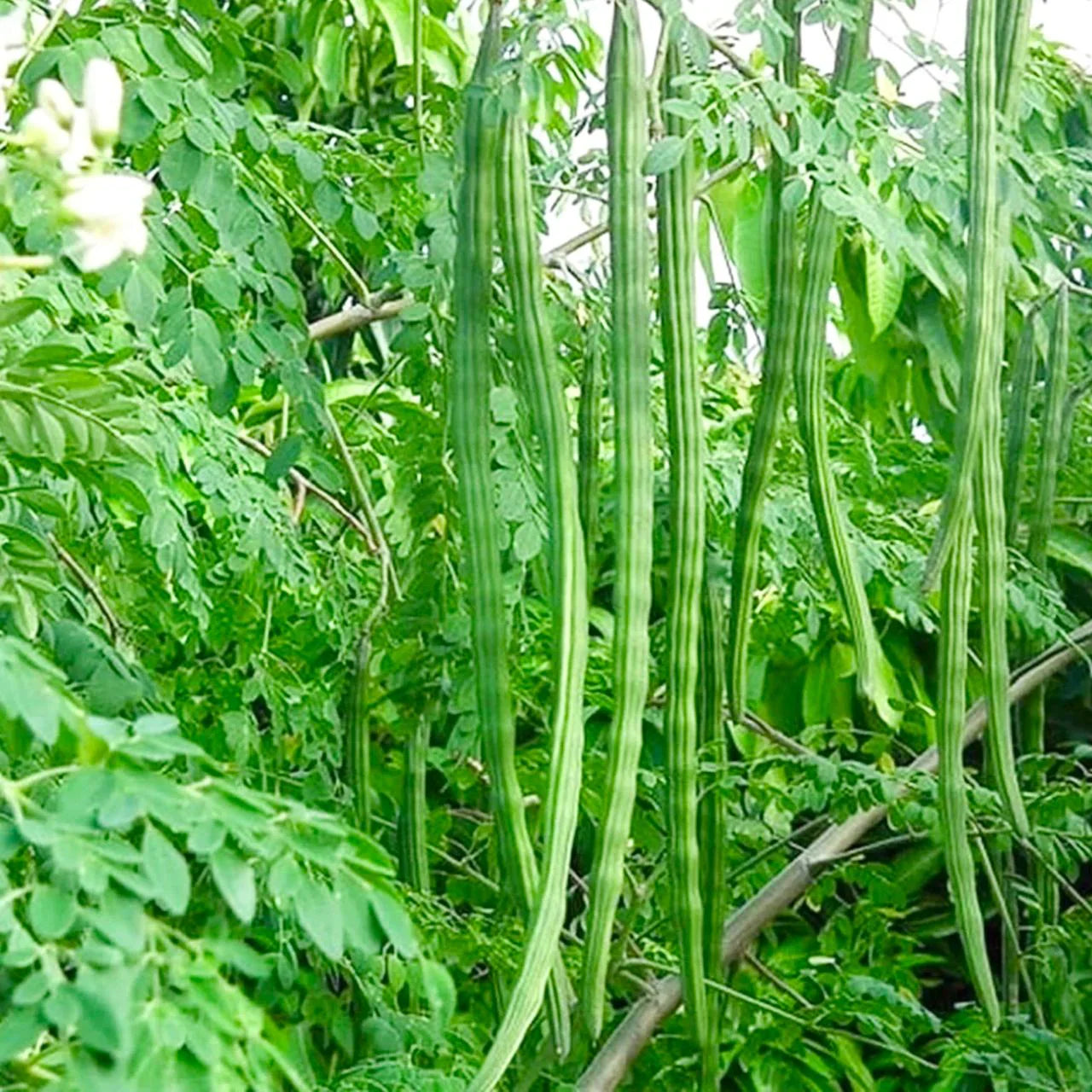 Drumstick, Moringa - Seeds