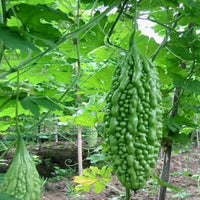 Bitter Gourd Santur Vegetable Seeds