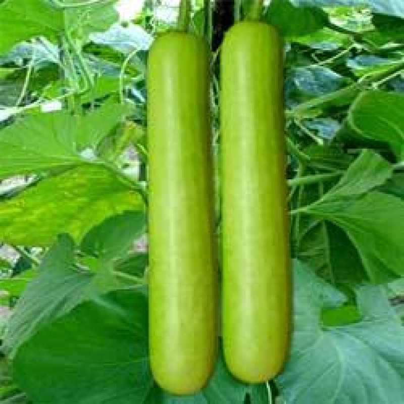 Bottle Gourd Pusa Komal Vegetable Seeds