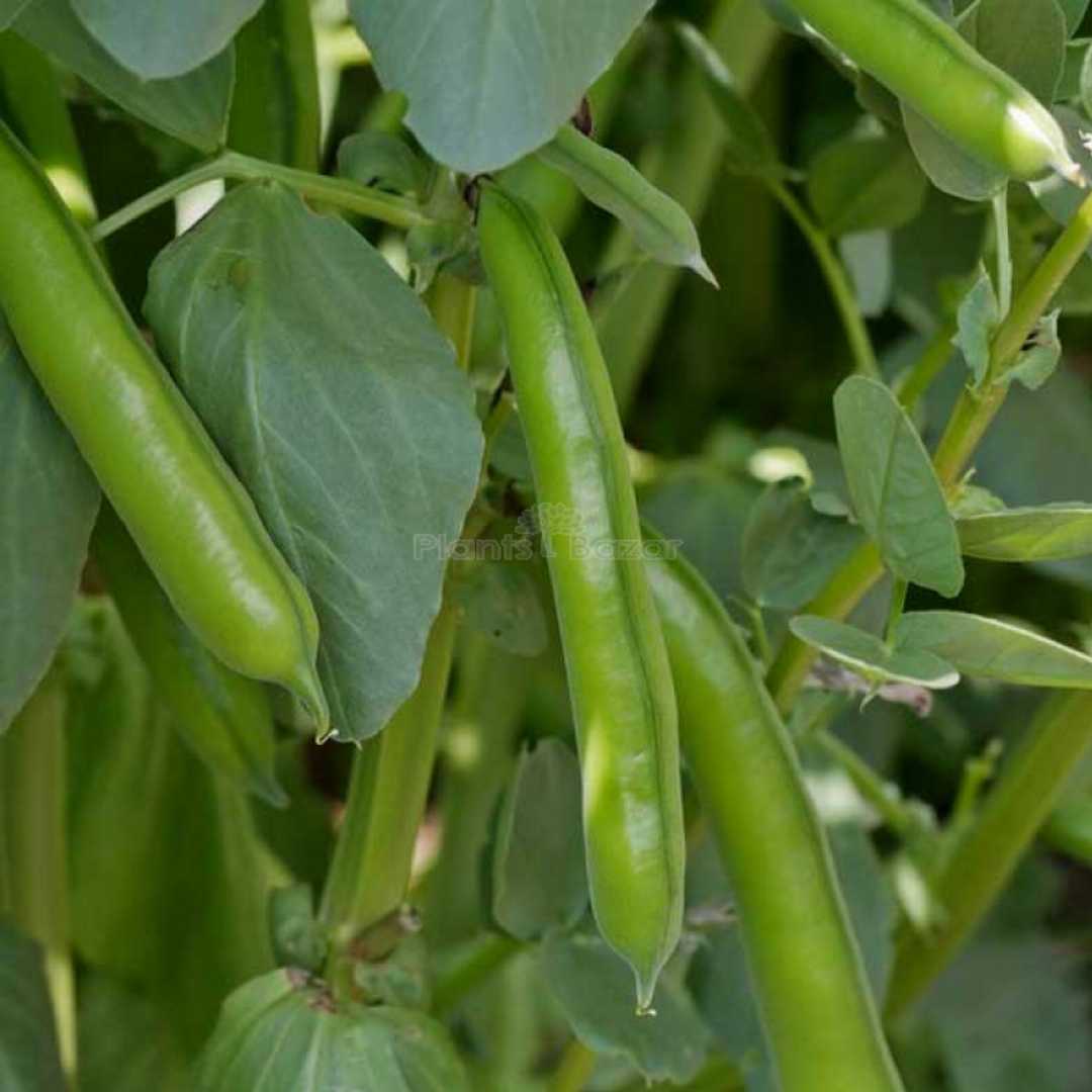 Fava Beans Selection Bakla Vegetable Seeds