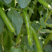 Fava Beans Selection Bakla Vegetable Seeds