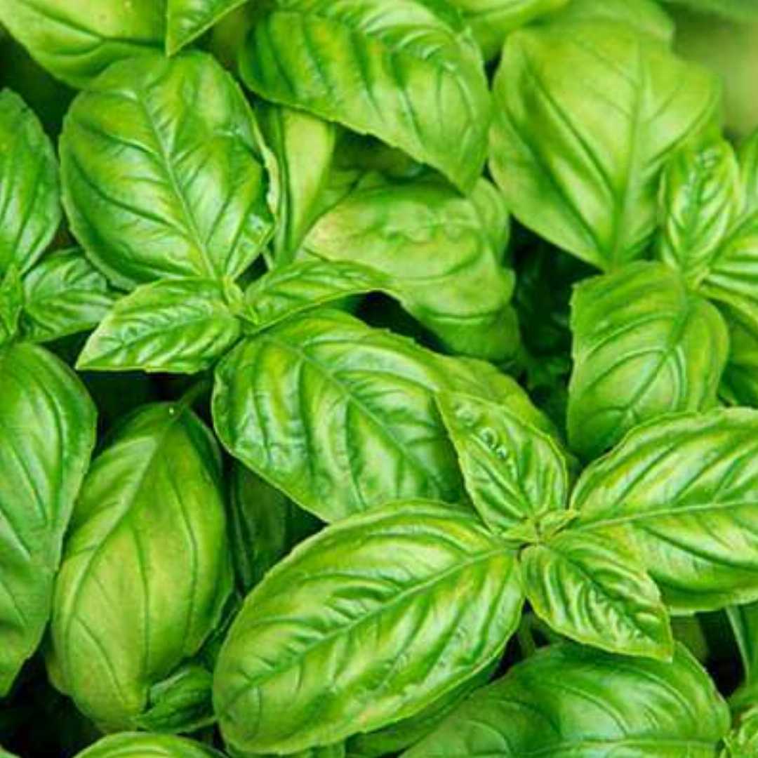 Basil, Italian Large Leaf – Microgreen Seed