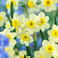 Daffodil Minnow White Bulbs