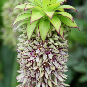 Bicolor Pineapple Lily