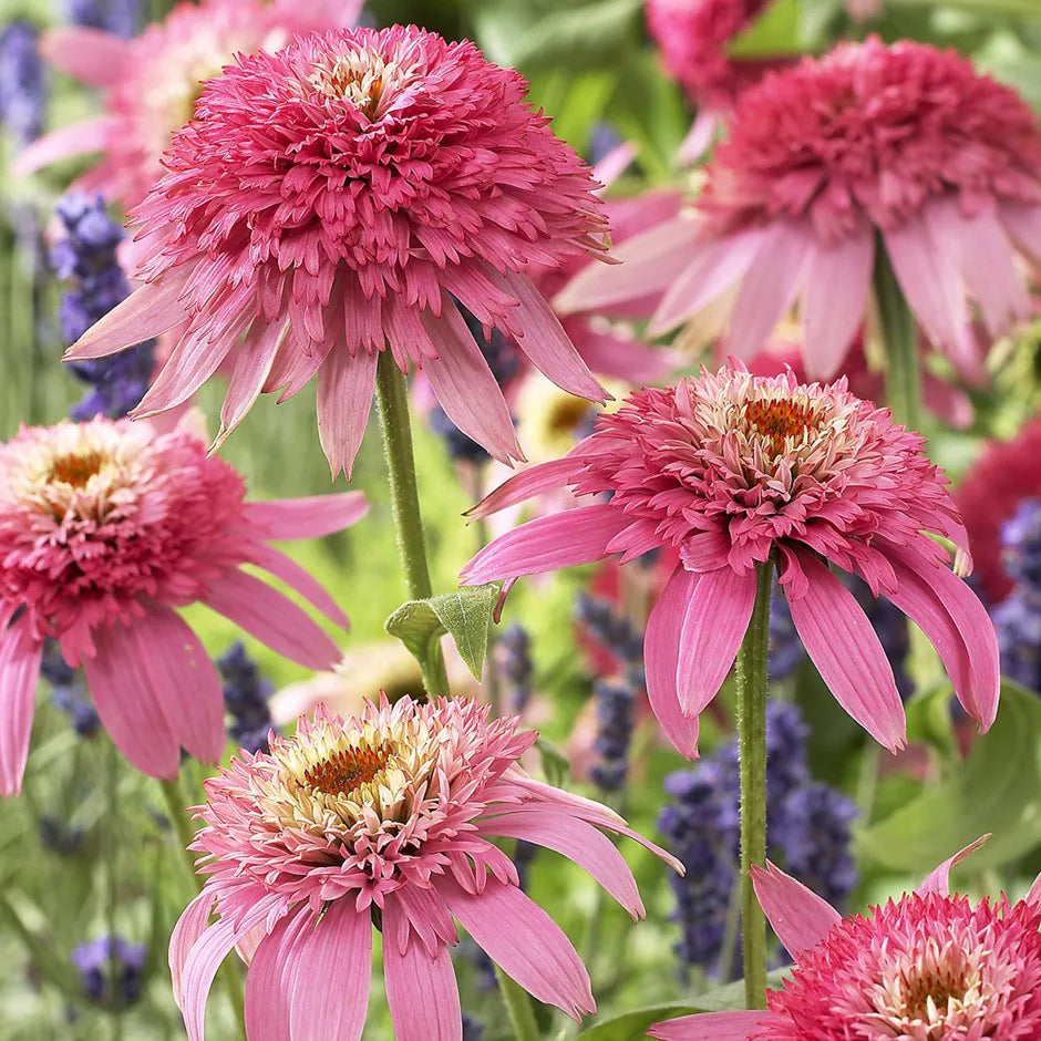 Pink Double Delight Coneflower