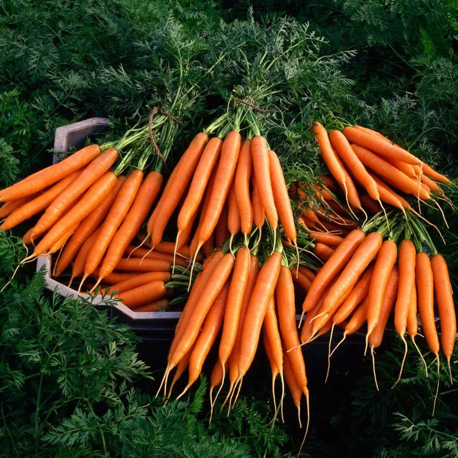 Carrot- Nantes