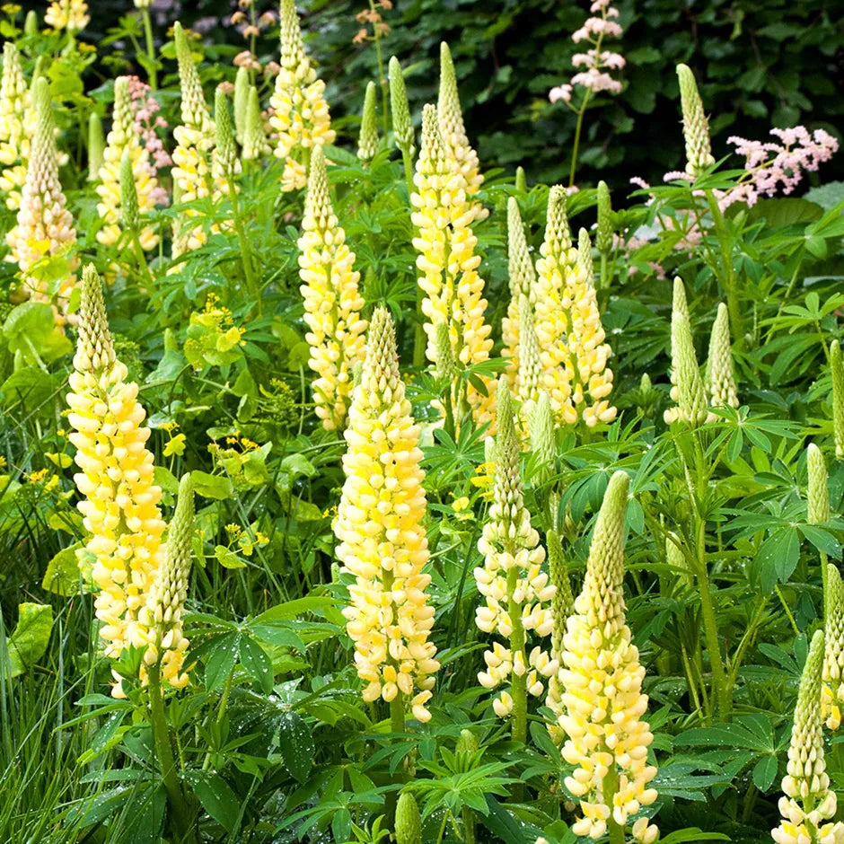 Chandelier – Lupine Seed