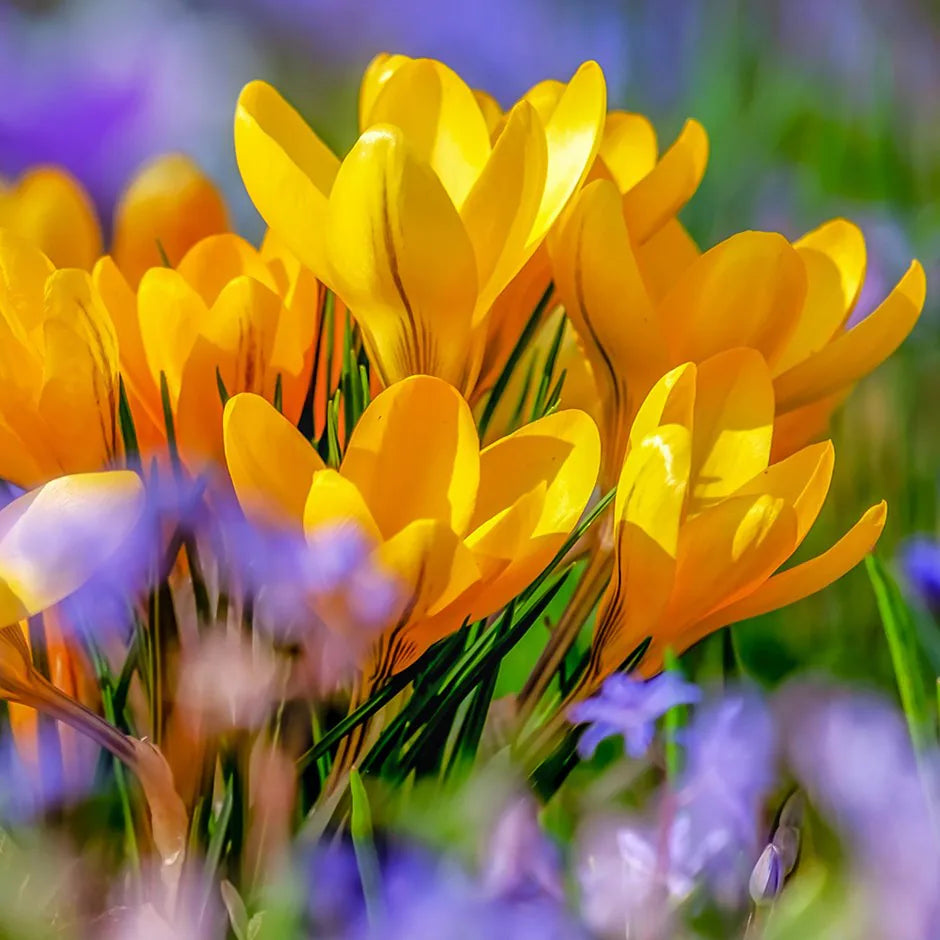 Crocus Yellow Bulb