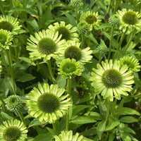 Apple Green Coneflower