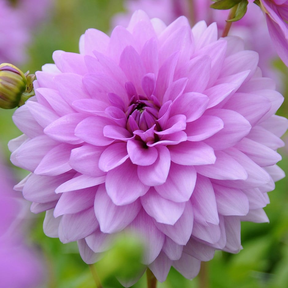 Blue Boy Dahlia