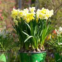 Daffodil Cassata Bulbs