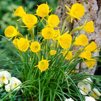 Daffodil Extremadura Bulbs