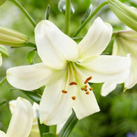 Lilium Star Lily White Bulb