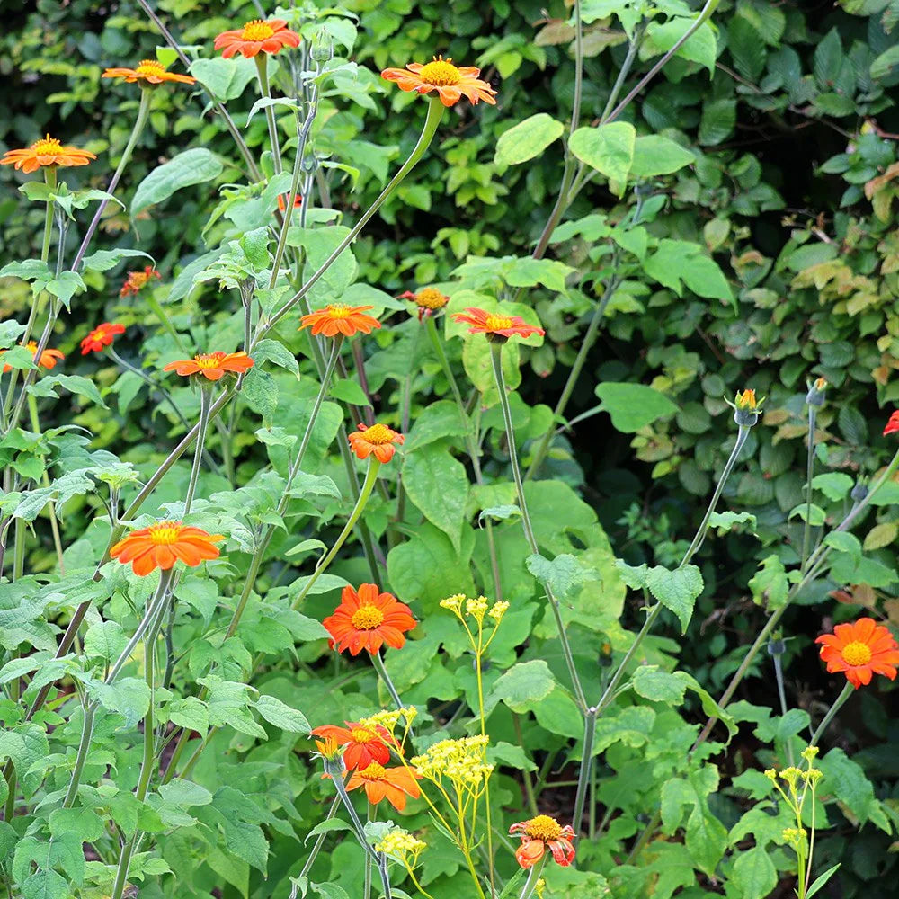 Torch – Tithonia Seed