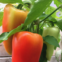 Antohi Romanian – Organic Pepper Seed