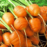 Carrot- Mercado De Paris