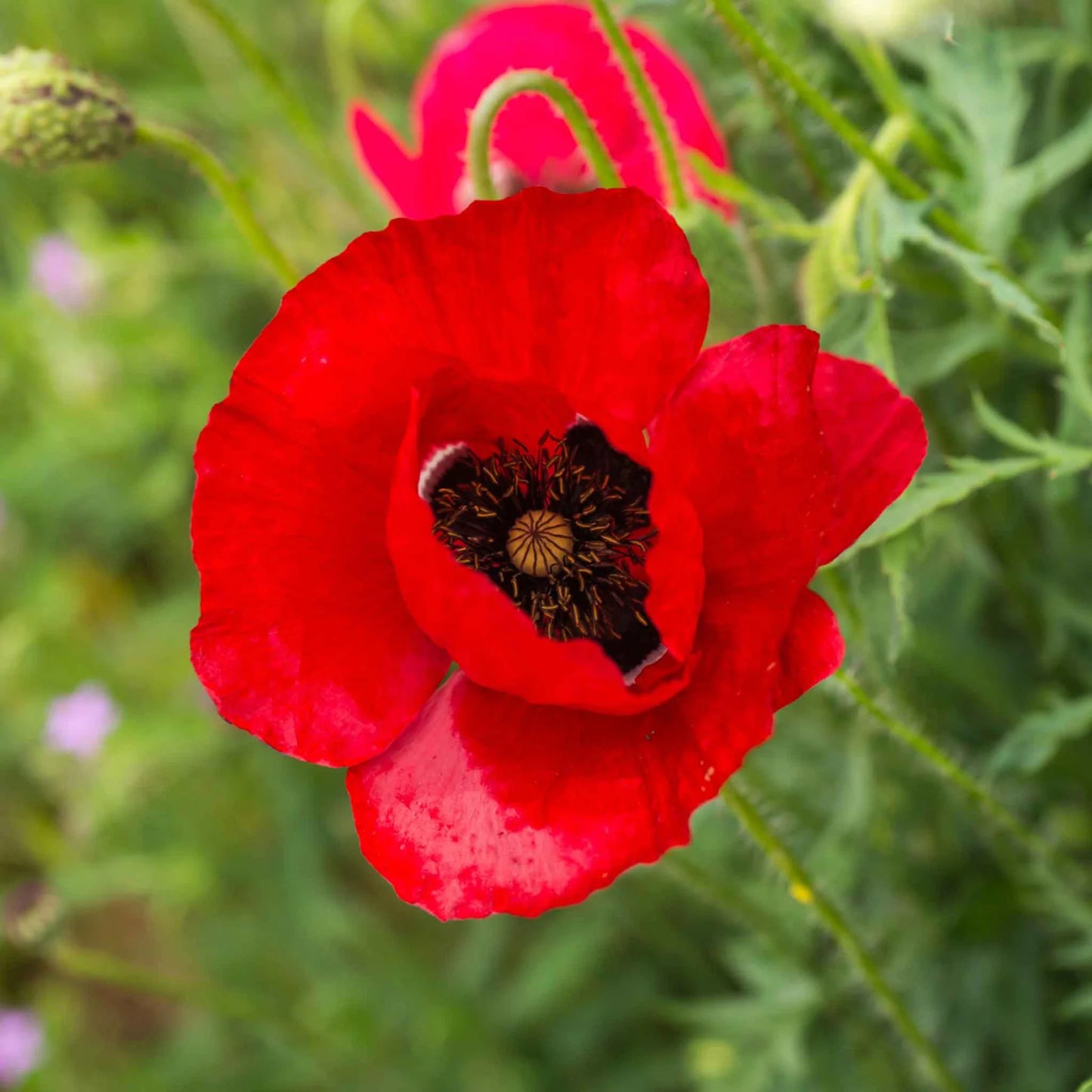 Corn Poppy – Flower Seed