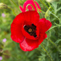 Corn Poppy – Flower Seed