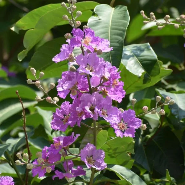 Lagerstroemia Floribunda Seeds