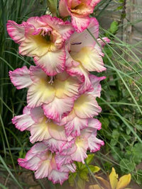 Priscilla Pink Yellow Bulb