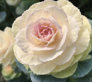 Crane White – Ornamental Kale Seed