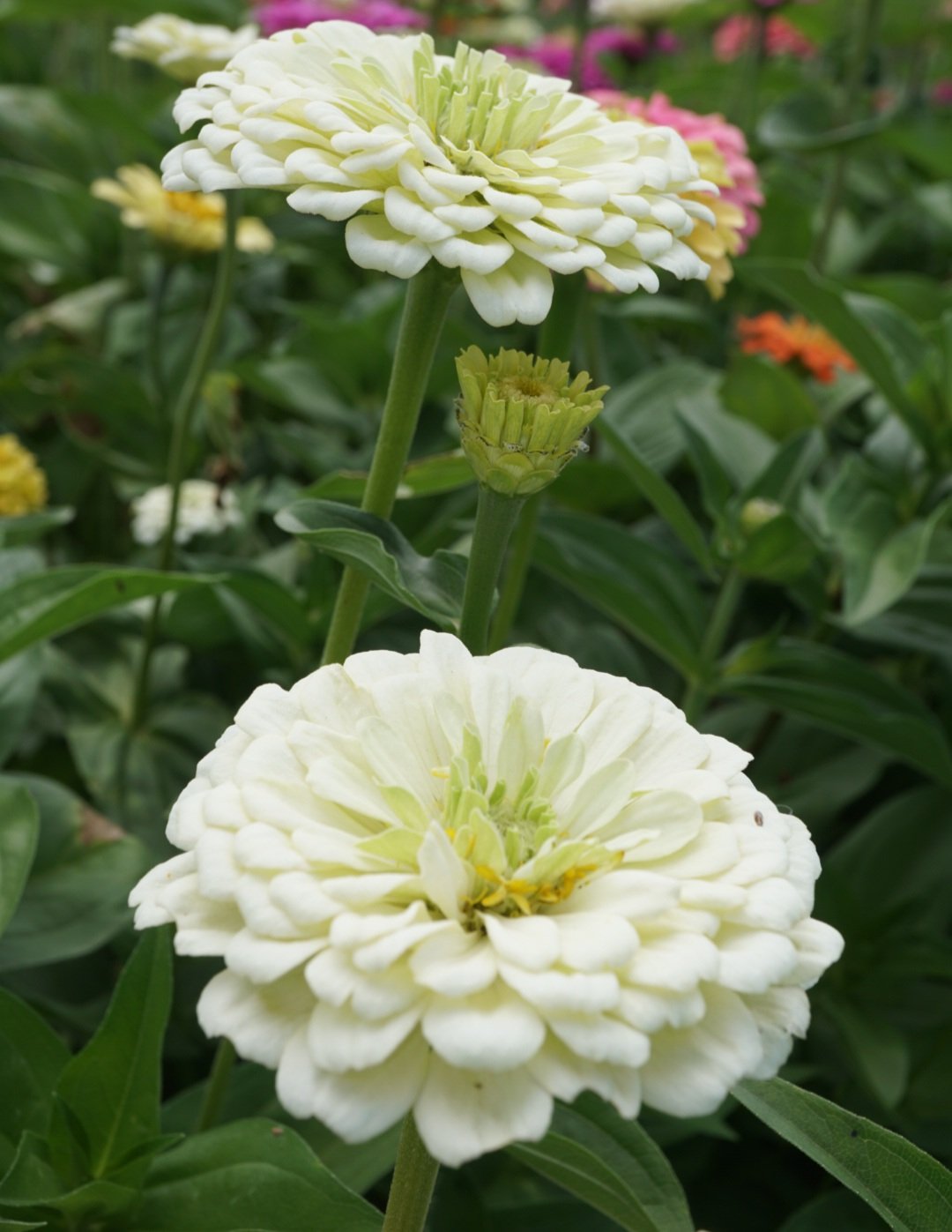 Zinnia- Benary's Giant White