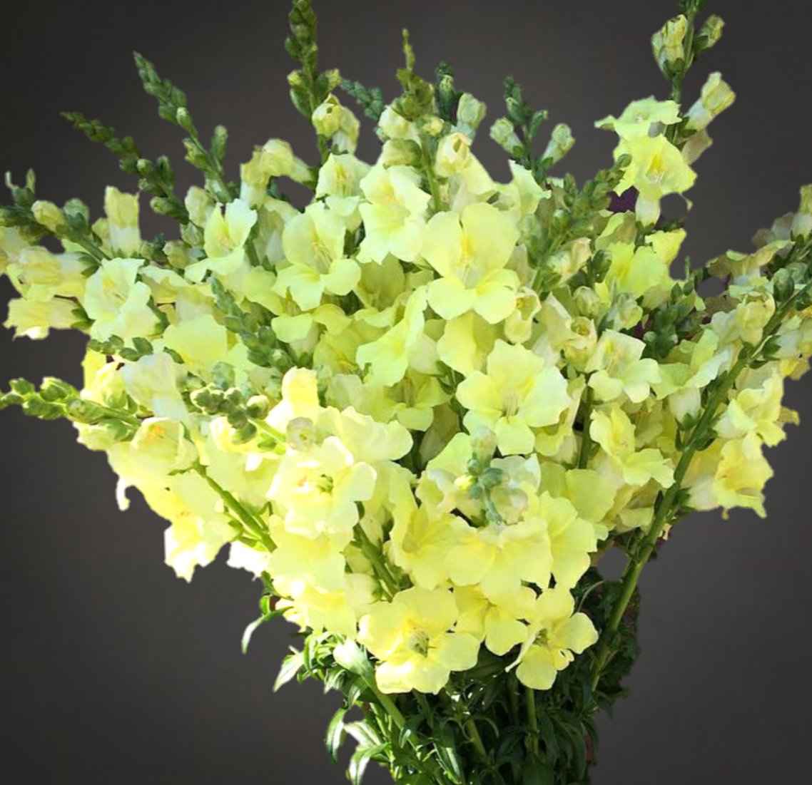 Chantilly Cream Yellow – Snapdragon Seed