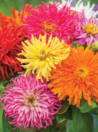 Zinnia- Burpeeana Mix